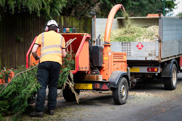 Best Tree Pruning Services  in Plentywood, MT